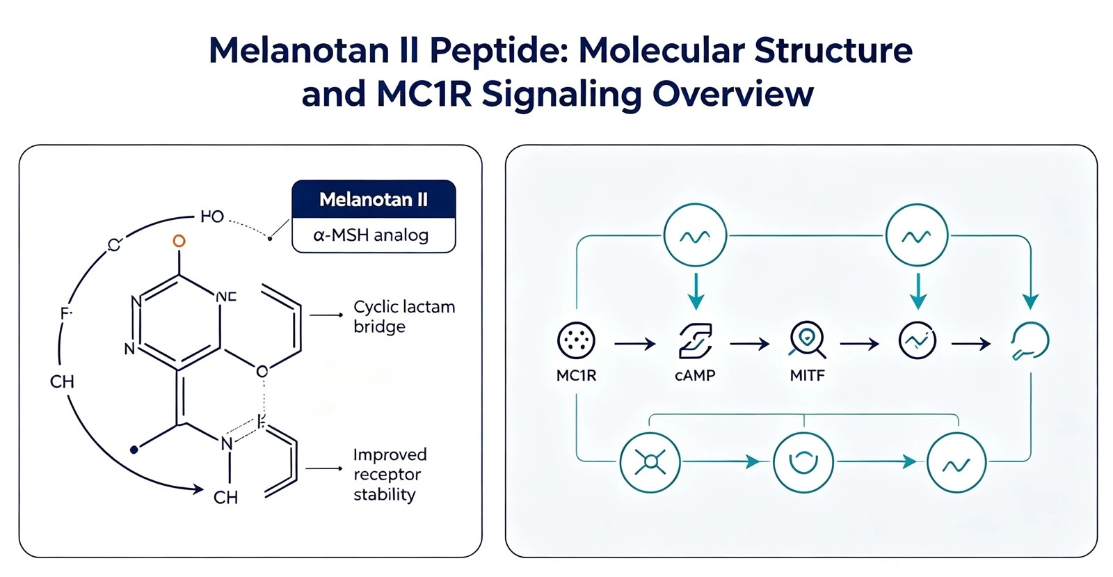 melanotan-ii-peptide-structure-mc1r-pathwayjpg melanotan-ii-peptide-structure-mc1r-pathwayjpg